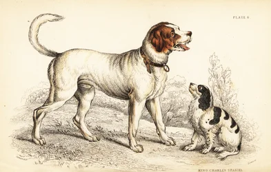 Il cane di San Bernardo o cane di San Bernardo, Canis lupus familiaris, e spaniel King Charles, Canis lupus familiaris (Canis extrarius)