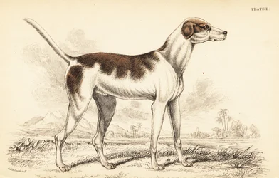 Levriero orientale, Canis lupus familiaris