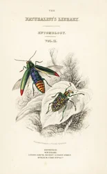 Frontespizio con vignetta del coleottero gioiello, Chrysochroa fulminans, e del coleottero diamante con ali a macchie, Curculio splendens