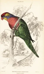 Lorichetti variopinti, Psitteuteles versicolor