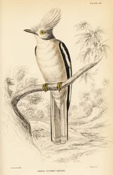 Prionops plumatus