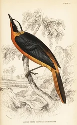 Cossypha albicapilla (Petrocincla albicapilla)