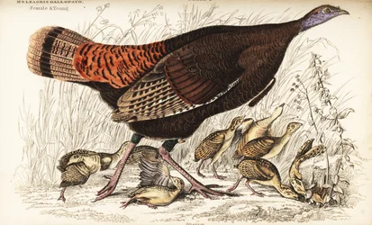 Tacchino selvatico, femmina e giovani, Meleagris gallopavo