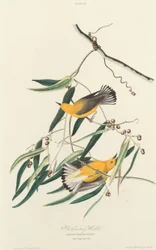 Parula Protonotaria