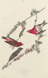 Fringuello Porpora