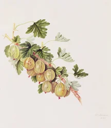 Uva spina verde, 1815