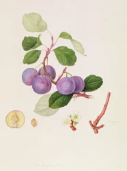 La Royale Plum, 1815