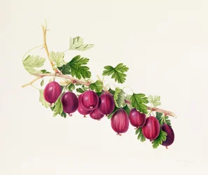 Uva spina viola