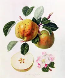 La bellezza del Kent, 1819