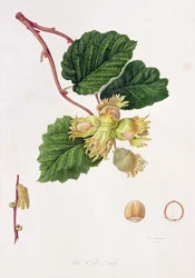 La nocciola, 1816
