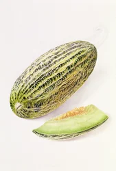 Il midollo di Damsha