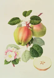 La mela cotogna olandese, 1820