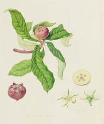 La nespola olandese, 1816
