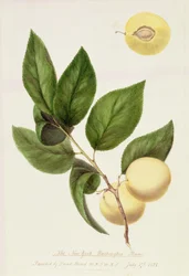 La prugna di New York Washington, 1821
