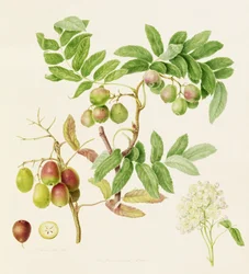 Il melo a forma di pera, 1820