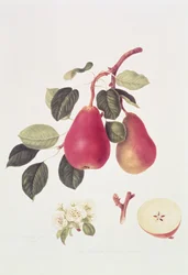 La pera Beurree scarlatta, 1819