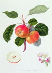 La mela di Trumpington, 1819