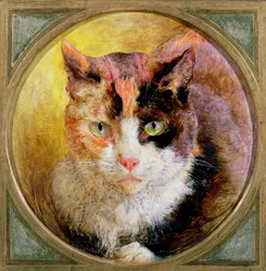 Studio della testa di un gatto tartarugato