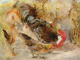 Galline da cortile (Rhode Island Reds)