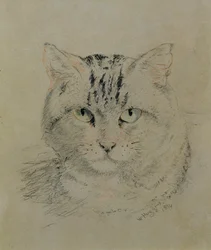 Gatto tigrato, 1874
