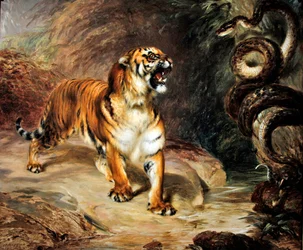 Tigre e pitone
