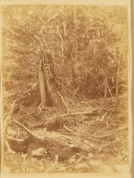 Senza titolo, dal portfolio The Forest: Boschi Adirondack