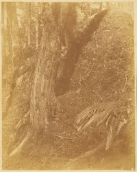 Senza titolo, dal portfolio The Forest: Boschi Adirondack