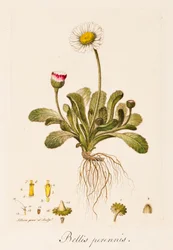 Bellis perennis, margherita, ca. 1770-1790.