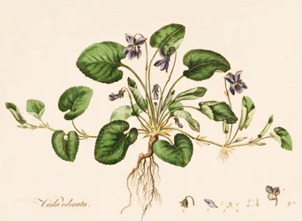 Viola odorata, Violetta, c1770-1790