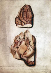 Studio del cervello III, c.1850