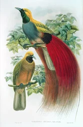 Paradisea Decora