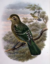 Ailuroedus Crassirostris, Uccello Gatto Verde (litografia a colori)