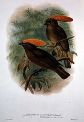 Amblyornis Flavifrons (litografia a colori)
