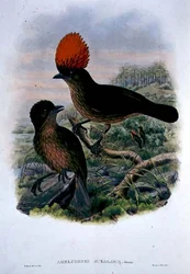 Amblyornis Subalaris