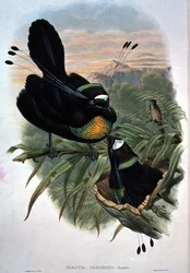 Uccello del Paradiso a Sei Fili di Arfak