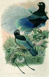Uccello del Paradiso Blu (litografia a colori)