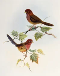 Parrocchetto dalle ali marroni (Paradoxornis brunneus), litografia da Birds of Asia