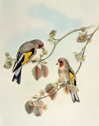 Cardellino europeo (Carduelis carduelis caniceps), litografia da Birds of Asia