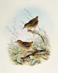 Scricciolo sopraccigliato (Napothera epilepidota), litografia da Birds of Great Britain