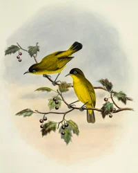 Occhio bianco dal ventre dorato (Zosterops uropygialis), incisione di William Matthew Hart (1830-1908), Regno Unito