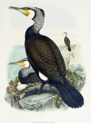 Cormorano maggiore (Phalacrocorax carbo), litografia da Birds of Great Britain