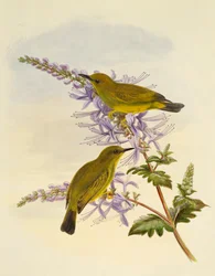 Occhio bianco dalla gola grigia (Zosterops rendovae), incisione di William Matthew Hart