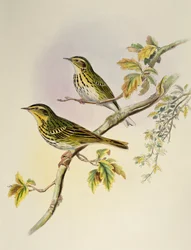 Prispolone indiano (Pipastes agilis), litografia da Birds of Asia