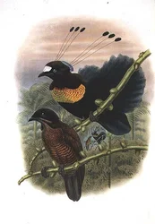 Parotia a Sei Fili di Lawes - Uccello del Paradiso
