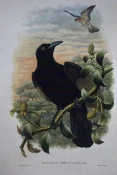 Lucocorax Pyrrhopterus, Paradiso o Corvo Setoso