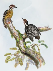 Picchio pigmeo delle Filippine (Dendrocopos maculatus), litografia di William Matthew Hart (1830-1908), Regno Unito