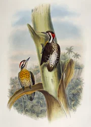 Picchio pigmeo filippino (Dendrocopos maculatus), litografia da Birds of Asia
