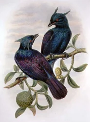 Phonygama Purpureiviolacea (litografia a colori)