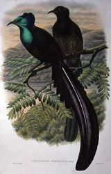 Uccello del Paradiso della Principessa Stephanie