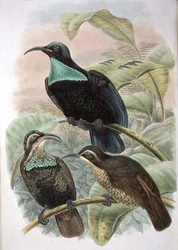 Ptiloris Paradiseus, Uccello del Paradiso